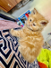 Female Persian cat